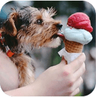 a dog eat ice cream